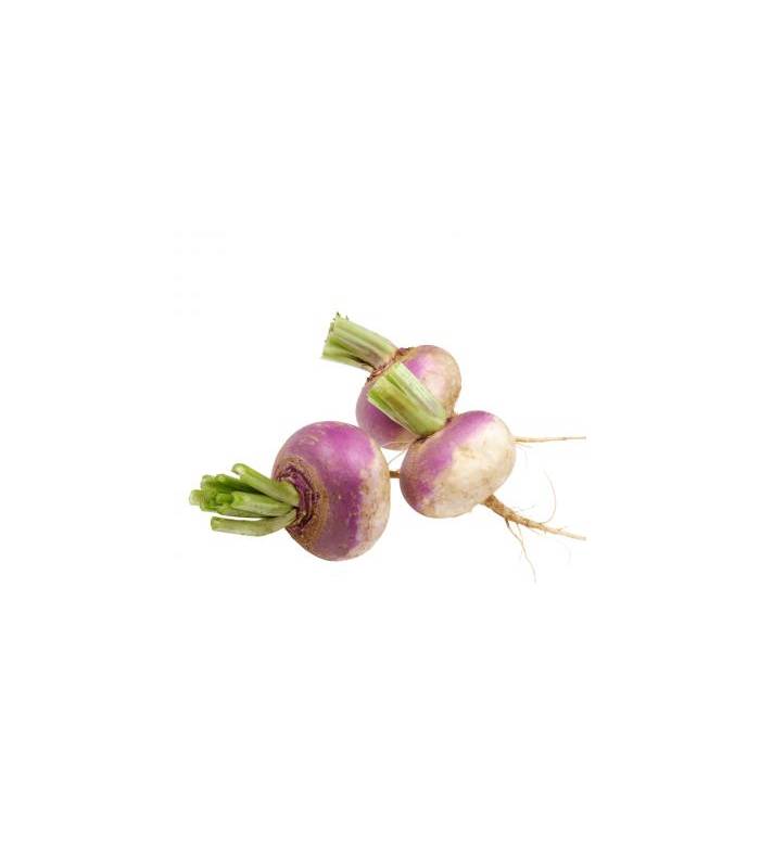 navet-violet Navet violet - لفت – Image 1