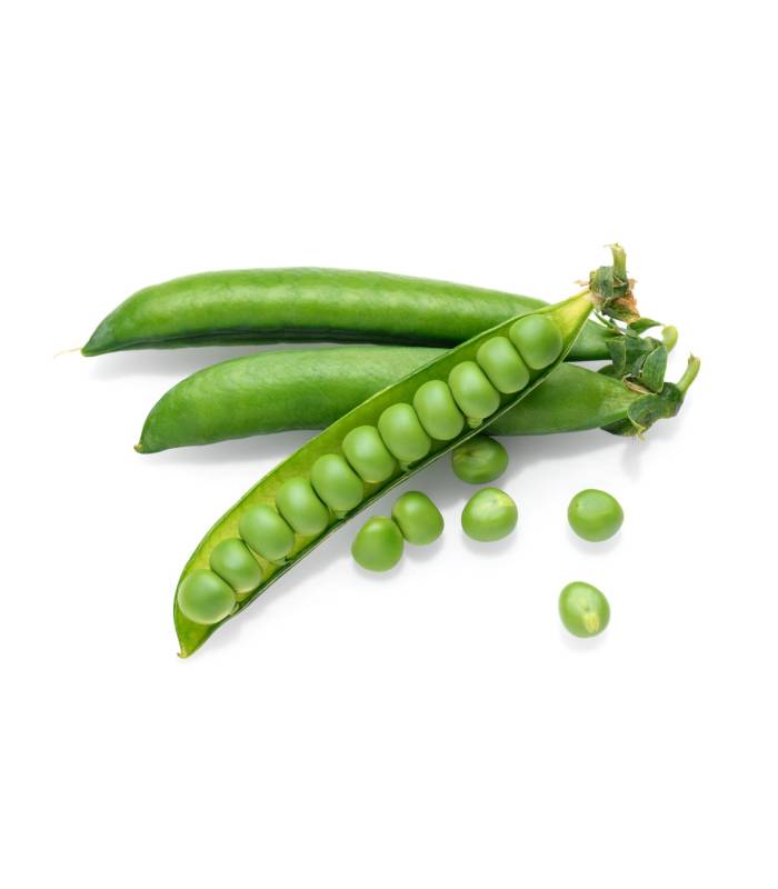 pois-vert Pois vert - جلبانة – Image 1